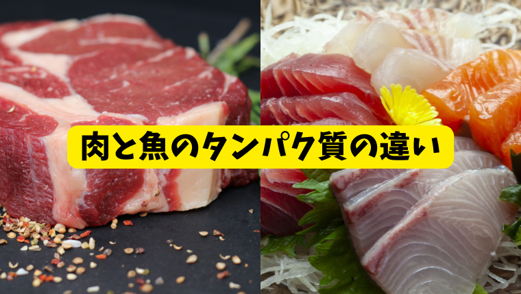 肉と魚のタンパク質の違い